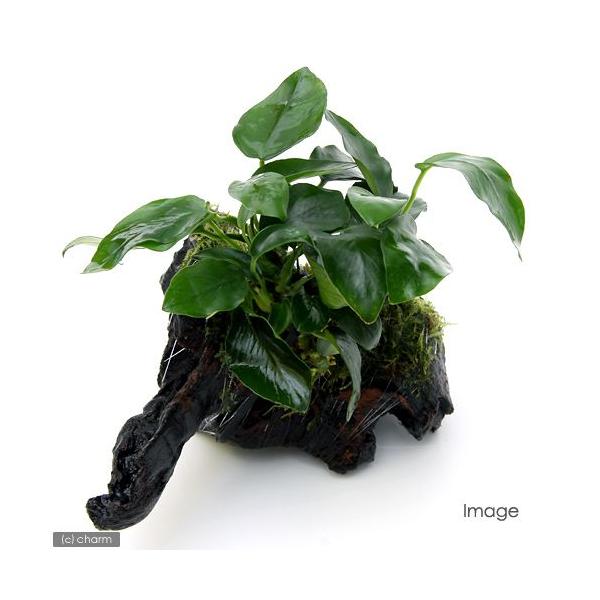 ijAkrAXii܂X@؁@lTCYitjiP{jiQOj