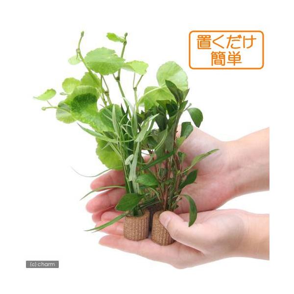 ij_J@Sҁ@uȒP@Ct}`ij܂Ritj_ivRjt@ANAE