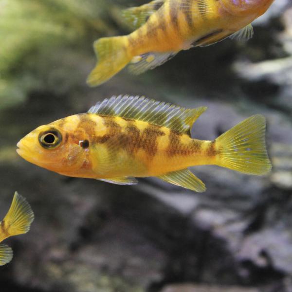 PF_SPQ　熱帯魚・エビ他　シクリッド　種類で選ぶ　アフリカンシクリッドレオン・シクリッド　４匹　fish_database　アフリカ産　ビギナーにオススメ　ムブナ　Ｍｂｕｎａ　Ｐｓｅｕｄｏｔｒｏｐｈｅｕｓ　Ｍａｙｌａｎｄｉａ　ｃｒａｂｒ...