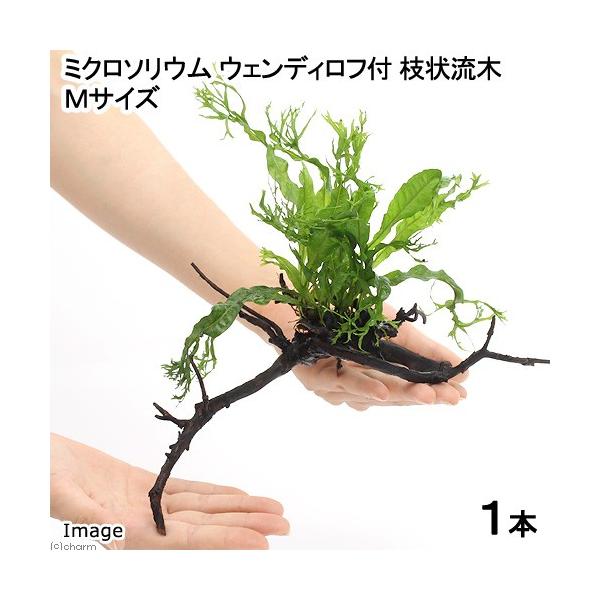 ij~N\E@EFfBt@}󗬖؁@lTCYiQO`jiP{j