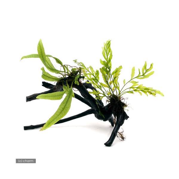 ijā@{reBX~N\E@}󗬖؁@rTCYiPTjiP{j