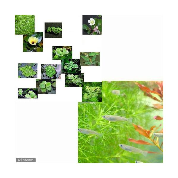 _aqua　金魚　メダカ　Ｏｒｙｚｉａｓ　ｌａｔｉｐｅｓ　ｖａｒ．　熱帯魚　エビ他　日本産メダカ　おまかせ浮き草　20100515　ＯＳＨ　nittan_medaka_kuro　biotope_130613　start_biotope　自由...