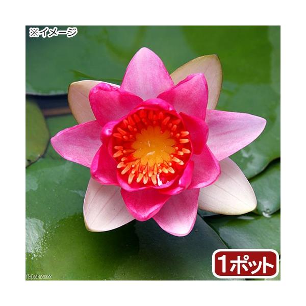 irIg[vj@@ѐ@iXCjiԁj@AgvvA@`@iP|bgjixԁj