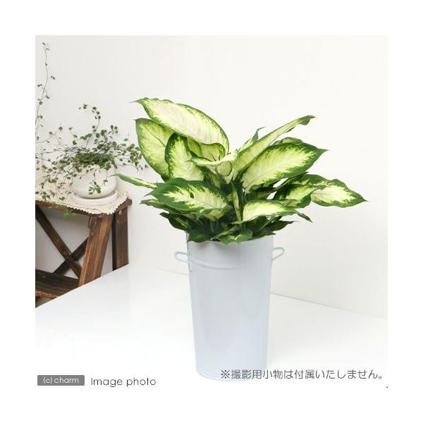 iϗtAjfBtFoLA@J~[@UiPj