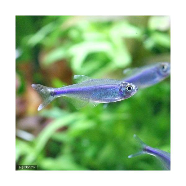 PF_SPQ　_aqua　熱帯魚・エビ他　カラシン　テトラ等　南米産　小型種　その他小型種　ブルー・テトラ　６匹　fish_database　Ｂｏｅｈｌｋｅａ　ｆｒｅｄｃｏｃｈｕｉ　ビギナーにオススメ　cool　20101106　ＭＳ　co...