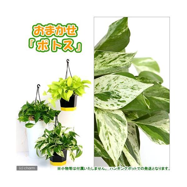 iϗtAj|gX@i킨܂@݂蔫^Cv@TiPj