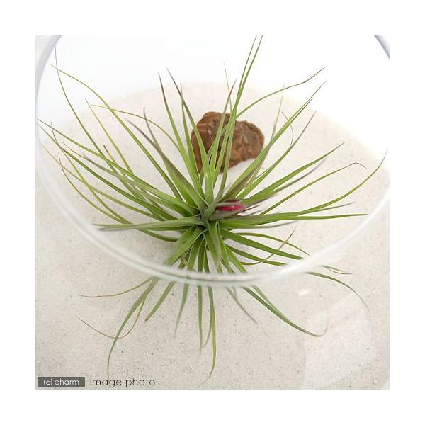 チャーム（charm） （観葉植物）エアープランツ チランジア