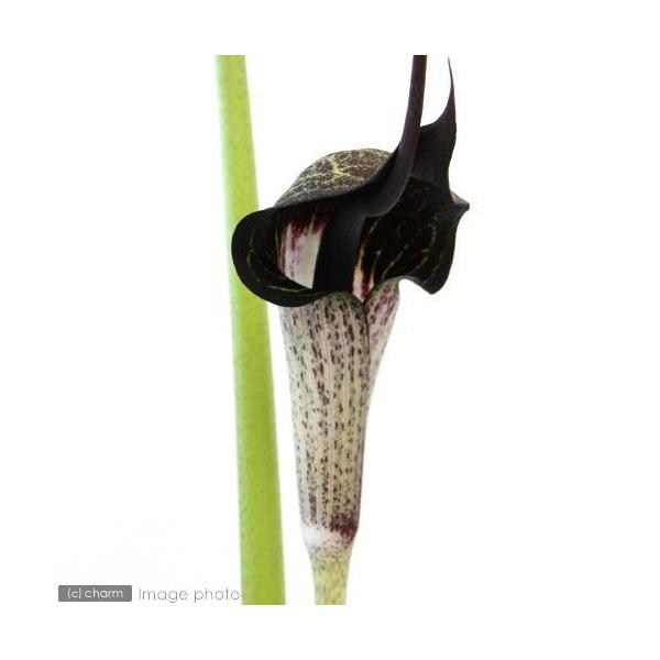 kotenplant　_gardening　ガーデニング　園芸　山野草　Ａｒｉｓａｅｍａ　ｕｒａｓｈｉｍａ　浦島草　ウラシマソウ　うらしま草　テンナンショウ　マムシ草　マムシグサ　マムシソウ　20150315　ＨＴ　植物　植物生体　ガーデニ...