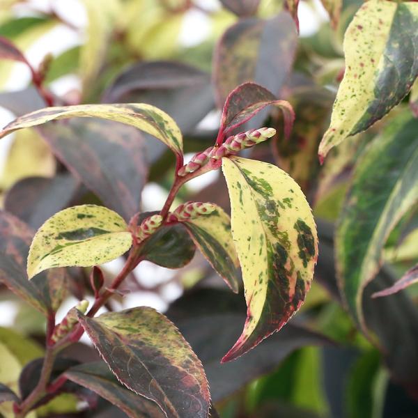 iR쑐j~́@mCie@C{[@QDT`iP|bgjixԁj