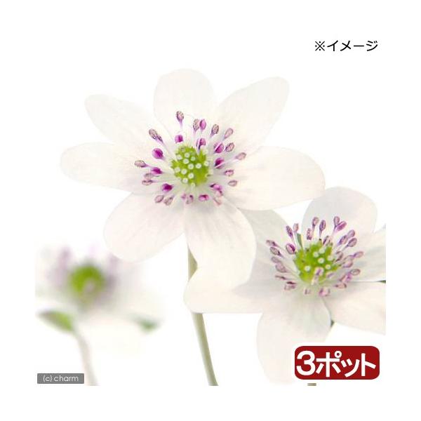 iR쑐jL\Eiኄjԁ@Wԁ@QDTiR|bgj