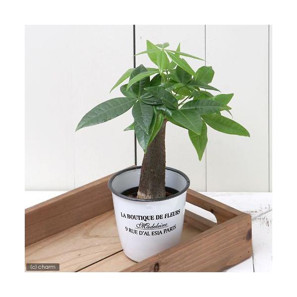 パキラ 苗の人気商品 通販 価格比較 価格 Com