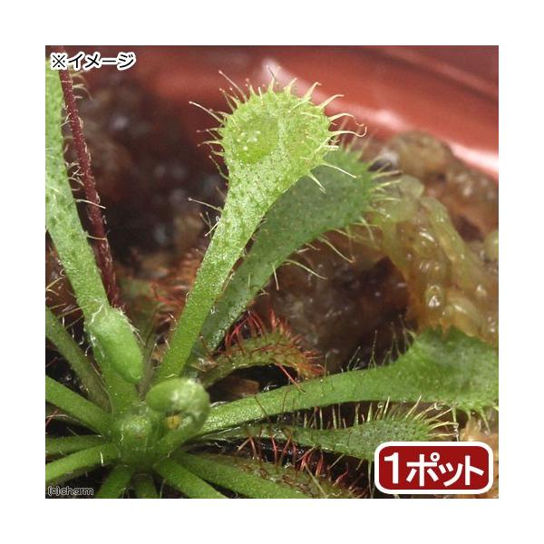 _gardening　_hachu　_interior　_kame　観葉植物　園芸　ガーデニング　ビバリウム　アクアテラリウム　パルダリウム　食虫植物　droseraceae_pio　hoihoi_pio　onepot_pio　ドロセラトウ...