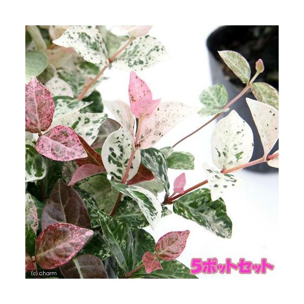 観葉植物　ガーデニング　ビバリウム　アクアテラリウム　パルダリウム　山野草　つる性　クライマー　キョウチクトウ科　初雪葛　定家葛　フイリテイカカズラ　テイカカズラ　Trachelospermum　asiaticum　'Hatuyukikaz...