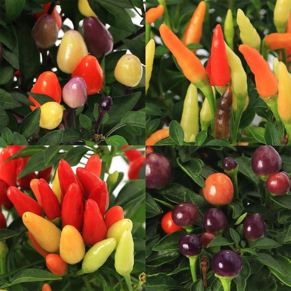 観葉植物 トウガラシ ゴシキトウガラシ 五色唐辛子 ４号 １鉢 家庭菜園 ハローウィン Buyee Servis Zakupok Tretim Licom Buyee Pokupajte Iz Yaponii