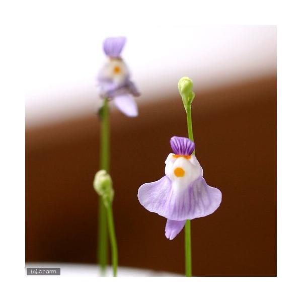 （観葉植物）　観葉植物　_gardening　_hachu　_interior　_kame　インテリア・雑貨他　園芸　ガーデニング　ビバリウム　アクアテラリウム　パルダリウム　水草　食虫植物　tanukimononakama　suikomi...