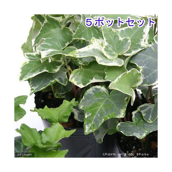 iϗtAjwfiACr[jii킨܂j@RiT|bgj