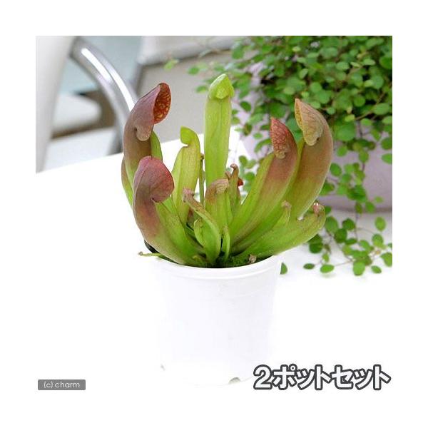観葉植物　園芸　ガーデニング　ビバリウム　アクアテラリウム　パルダリウム　食虫植物　ヘイシソウ　瓶子草　ピッチャープラント　Sarracenia　swaniana　purpurea　x　minor　プルプレア　ミノール　otosiana_p...