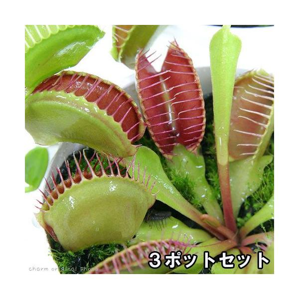 食虫植物 ハエトリソウ」の人気商品一覧・価格比較 - 価格.com
