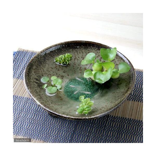 ï¼ãã&nbsp;ãï¼ï¼æ°´èï¼ãã¡ãã«éã®æ\½åãããçå­ç¼ãè¶³ä»å¹³é¢ãç°éãã¨ç½ã¡ãã«ã»æµ®ãèã®ã»ããããæ¬å·åå½éå®ï½chanet