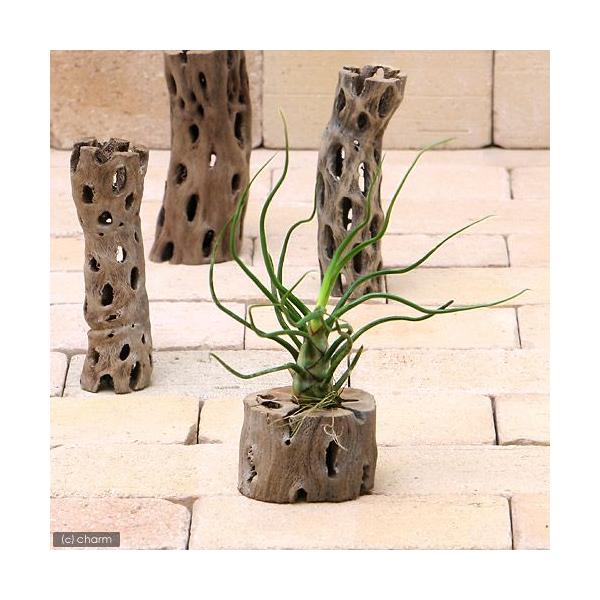 観葉植物 エアープランツ ティランジア ブルボーサ ｌサイズ １株 Buyee Buyee 일본 통신 판매 상품 옥션의 대리 입찰 대리 구매 서비스