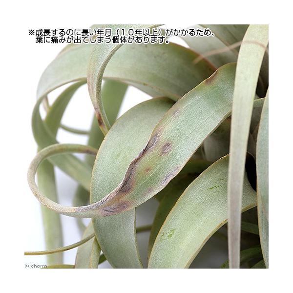 すべての美しい花の画像 上キセログラフィカ 花が咲いた後
