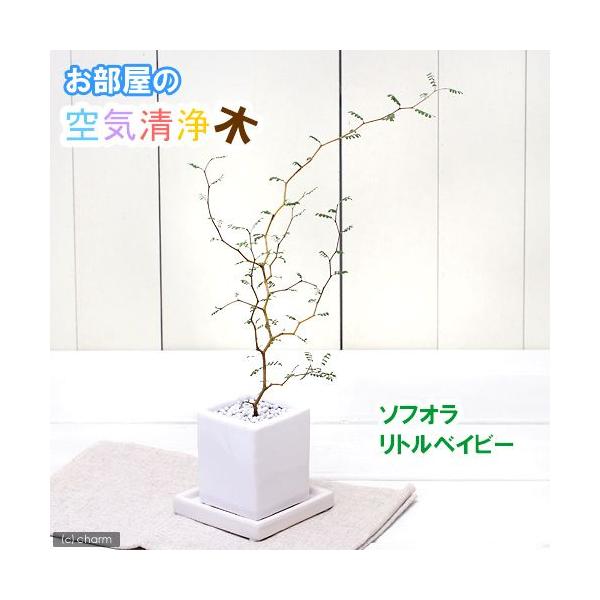 iϗtAjw̖؁@\tH@gxCr[@픫A@}bgzCgiPj@Mt@΁@A@@@v[g