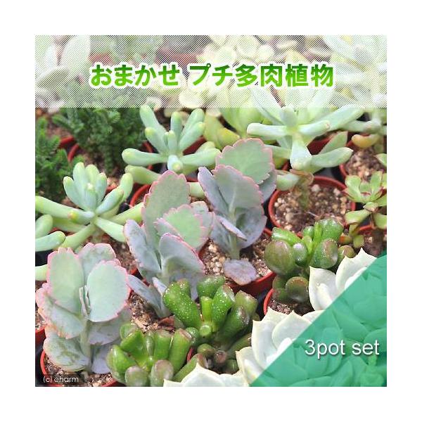 _kame　_hachu　ガーデニング　サボテン・多肉植物　プチ多肉　20100825　ＨＴ　puchitaniku_series　puchisabo_taniku_series　プチ鉢シリーズ　_gardening　おまかせ多肉シリーズ　...