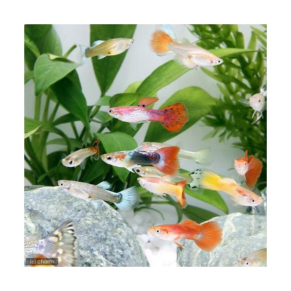 muryotassei_900_999　_aqua　fish_database　熱帯魚・エビ他　グッピー　系統で選ぶ　ノーマル系　外産ミックスグッピー　外産ＭＩＸグッピー　外国産ミックスグッピー　３ペア　ビギナーにオススメ　20101007...