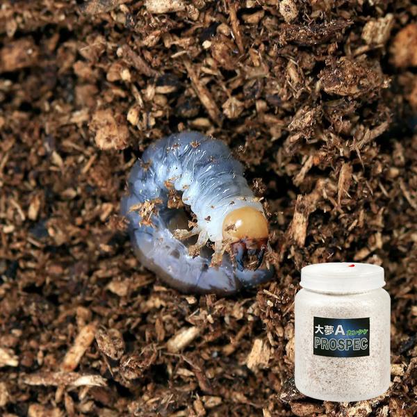 coolcomponent　昆虫用品　飼育用品　ブリードシーズン　カブト・クワガタ・用品　菌糸ビン・産卵木他　菌糸ビン　オリジナル飼育セット　菌糸ビン幼虫セット　youtyu_daimu_set　20100922　YM　昆虫　幼虫　ギラファ...