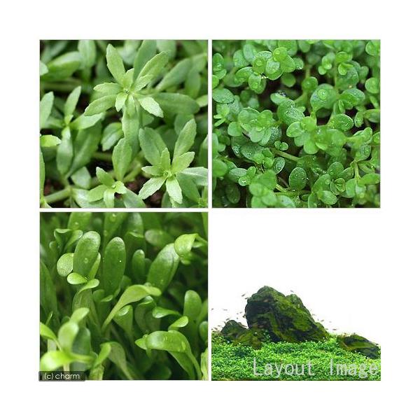 ijOiRZbgitji_jOb\EL[op[ExgiS}mnOT@kCEBq֗vۉ