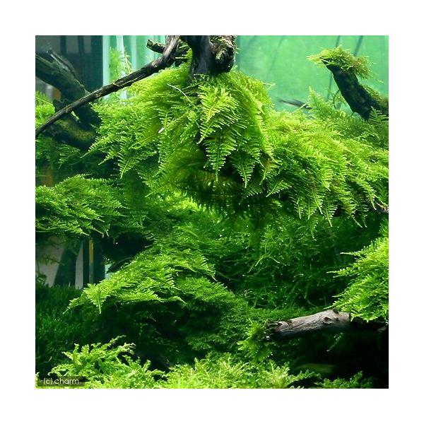 熱帯魚　エビ用水草　水草　コケ　モス類　all_plants　ウィローモス　両爬向き植物　20100930　wp_kywrd　南米産　mizukusa_n_0729　seitai0729　極　極シリーズ　ビバリウム　アクアテラリウム　パルダ...