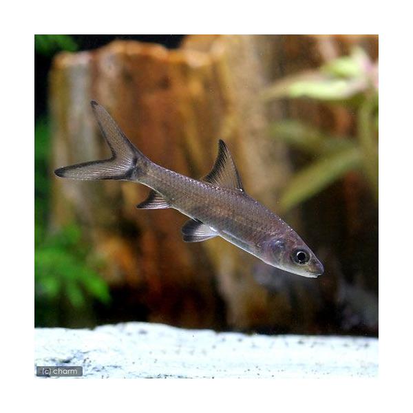 PF_SPQ　_aqua　熱帯魚・エビ他　コイ　ラスボラ等　種類で選ぶ　その他　シルバー・シャーク　１匹　fish_database　中型種　ビギナーにオススメ　Ｂａｌａｎｔｉｏｃｈｅｉｌｏｓ　ｍｅｌａｎｏｐｔｅｒｕｓ　バラシャーク　201...