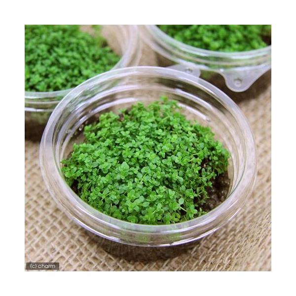 熱帯魚　_aqua　水草　前景草　絨毯のような　キューバパールグラスはこちら　all_plants　水中葉の活きの良さが違う　20101004　wp_kywrd　47house　mizks1013event　mizksyh1013event...