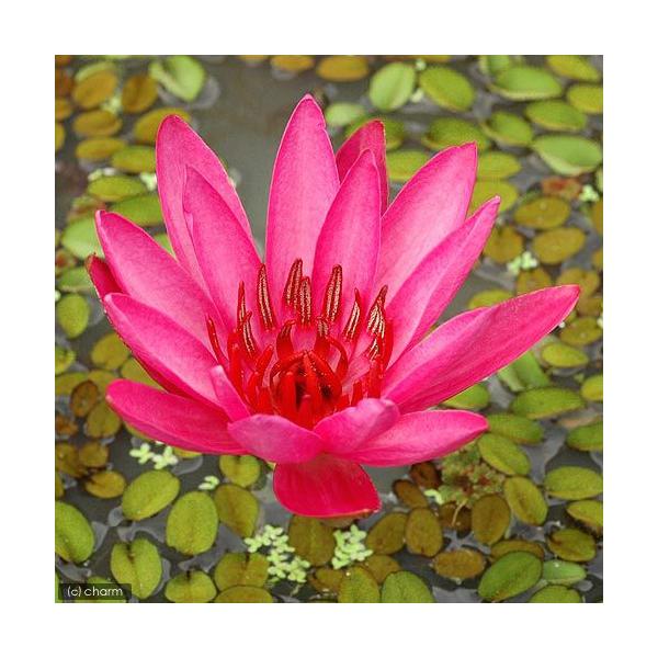 水草 新芽あり タイニムファ 球根 無農薬 ３個 Buyee Buyee Japanese Proxy Service Buy From Japan Bot Online