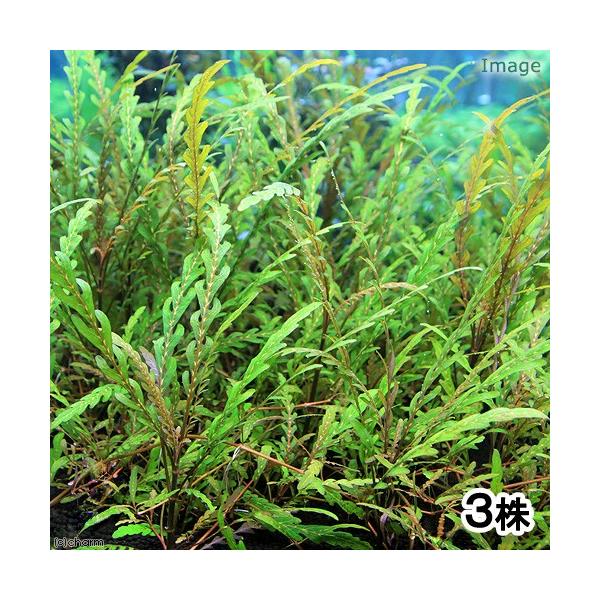 ijnCOtB@sieBtB_itji_jiR{j