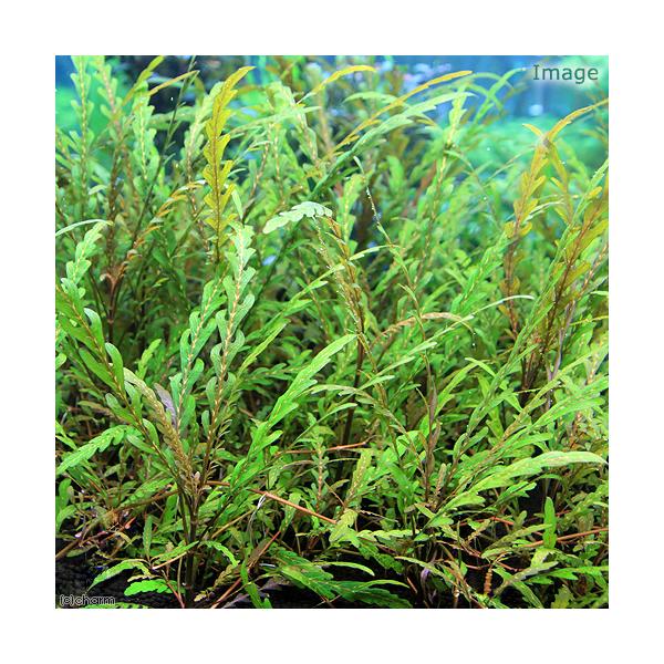 PF_SPQ　熱帯魚_aqua　plants20071031　水草　後景草　ギザギザ　ピナティフィダはこちら　iiigo30　20101017　YS　wp_kywrd　kchan15　ハイグロフィラ　ピンナティフィダ　jV1IZU7s　44...
