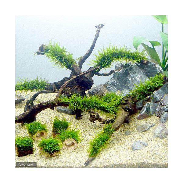 チャーム（charm） （水草）☆育成済☆ ジャイアント南米ウィローモス