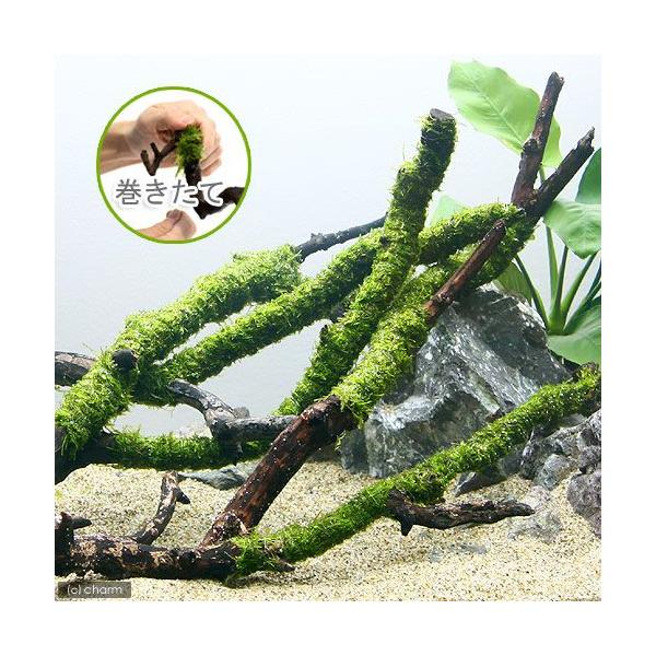 ijā@EB[X@XeBbN؁@kTCYiQTjitji_jiP{j