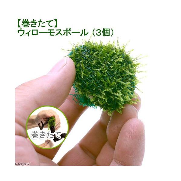 ijā@EB[X@{[itji_jiRj