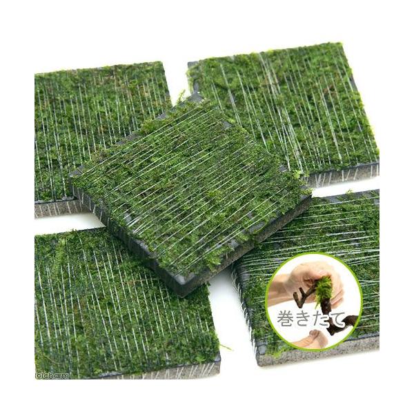 _wp　_aqua　熱帯魚　エビ他　ウィローモス特集　エビ用水草　水草　コケ　モス類　all_plants　ウィローモス　エビが喜ぶアクセサリ　20101024　YS　wp_kywrd　tcokhotuk　マット状はこちら　wptop4_1...