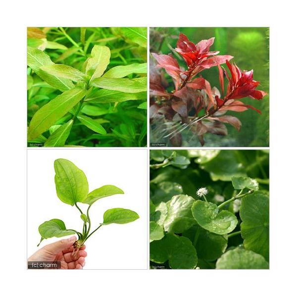 ijrMi[R_Zbgitj{܂GLmhXi_jiPjitj