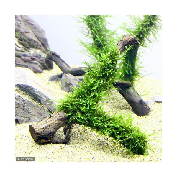 ij琬ρ@EB[X@}󗬖؁@rTCYiPO`jitji_jiP{j