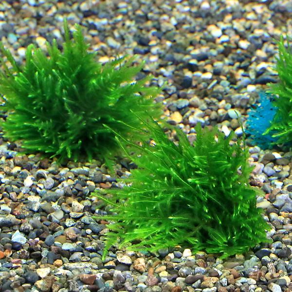 チャーム（charm） （水草）☆育成済☆ ジャイアント南米ウィローモス