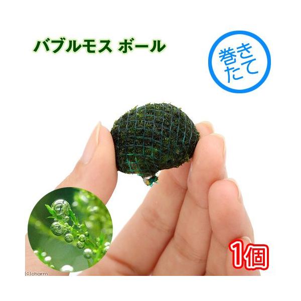 熱帯魚　_wp　ウィローモス特集　活着する水草　コケの仲間　ボール各種　ボール　タイル水草　ボール状はこちら　小型水槽用水草　zeoliteB　水草　コケ　モス類　エビが喜ぶアクセサリ　ヤナギゴケ科　ヤナギゴケ属　Leptodictyum　...