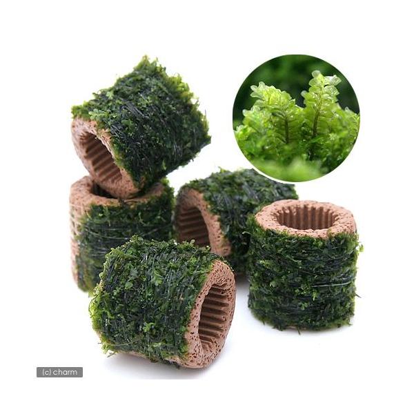 ijā@Ct}`ijnlSPDJ[Yitji_jiPj