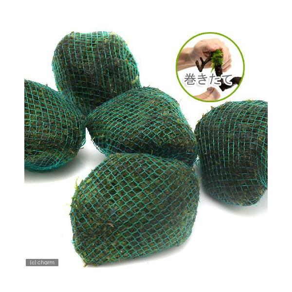 ijā@܂X@n΃{[i_jiPj