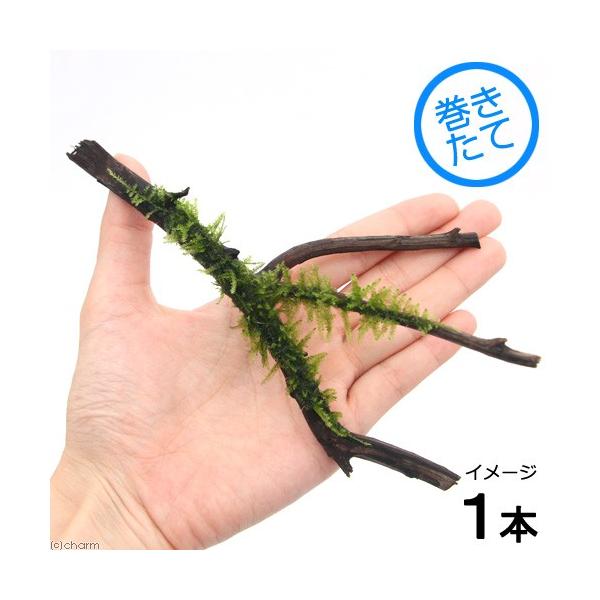 ijā@ăEB[X@}󗬖؁@rTCYiPO`jitji_jiP{j