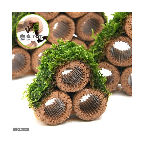 ijā@Ct}`ijăEB[XRe[Wijitji_jiPj