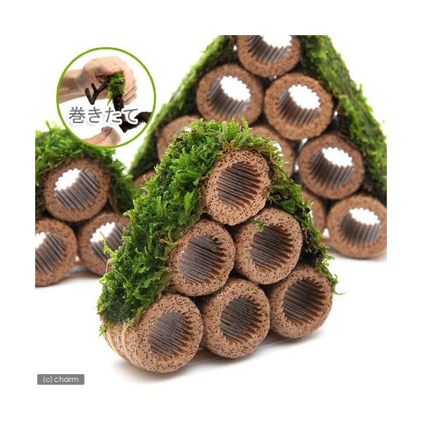 ijā@Ct}`ijăEB[XRe[Wijitji_jiPj