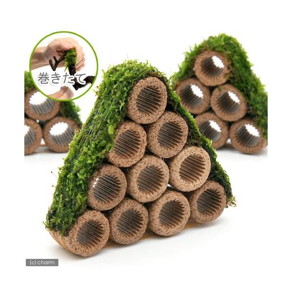 ijā@Ct}`ijăEB[XRe[Wijitji_jiPj